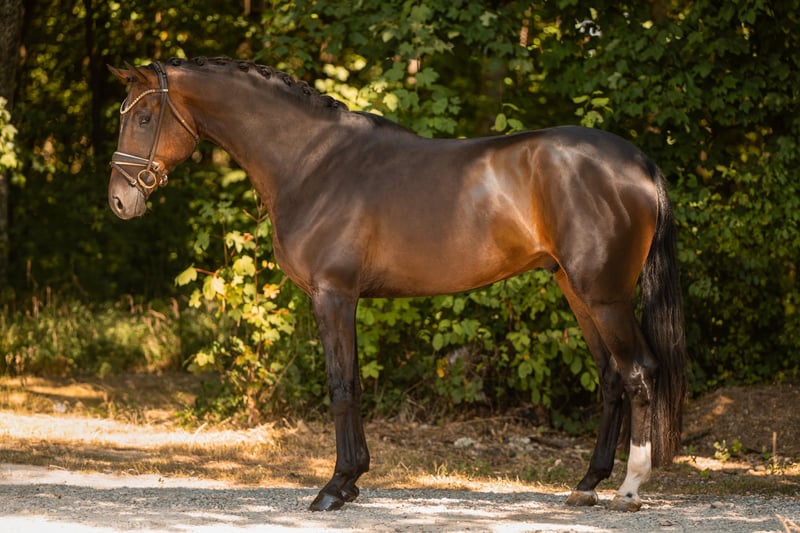 Angelina-DeVittorio-Verkaufspferd-SanRemo-2