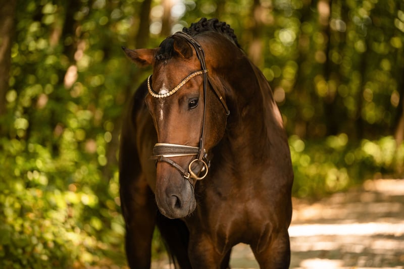 Angelina-DeVittorio-Verkaufspferd-SanRemo-4