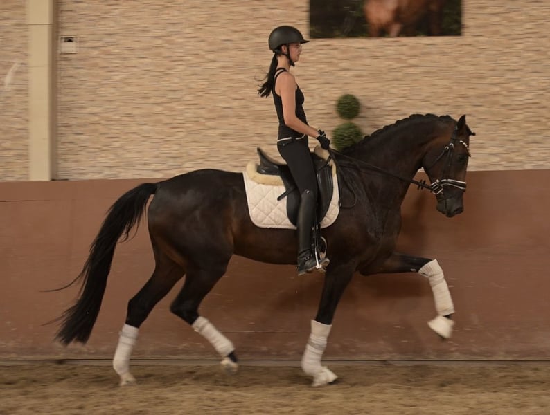 Angelina-DeVittorio-Verkaufspferd-SanRemo-5