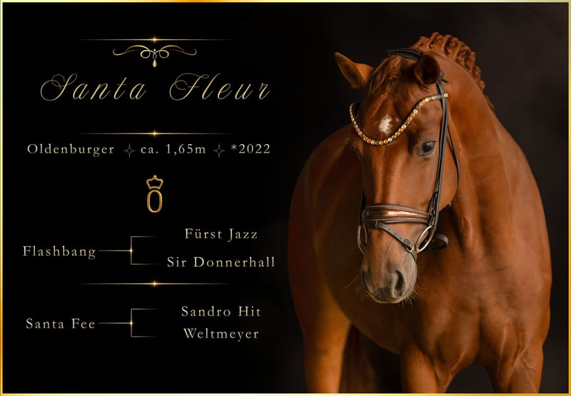 Angelina-DeVittorio-Verkaufspferd-SantaFleur-1