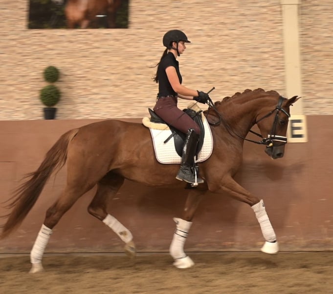 Angelina-DeVittorio-Verkaufspferd-SantaFleur-5