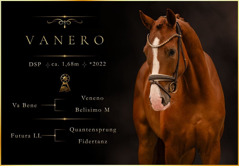 Angelina-DeVittorio-Verkaufspferd-Vanero-1