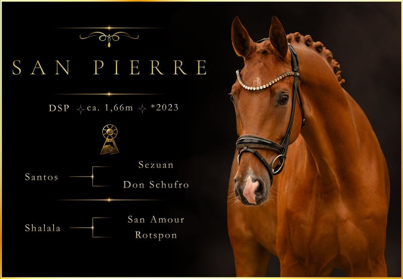 Angelina-DeVittorio-Verkaufspferd-san-Pierre-1