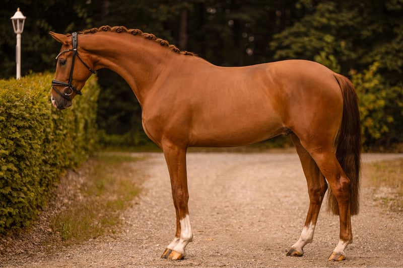 Angelina-DeVittorio-Verkaufspferd-san-Pierre-4