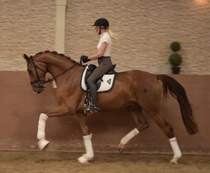 Angelina-DeVittorio-Verkaufspferd-san-Pierre-5