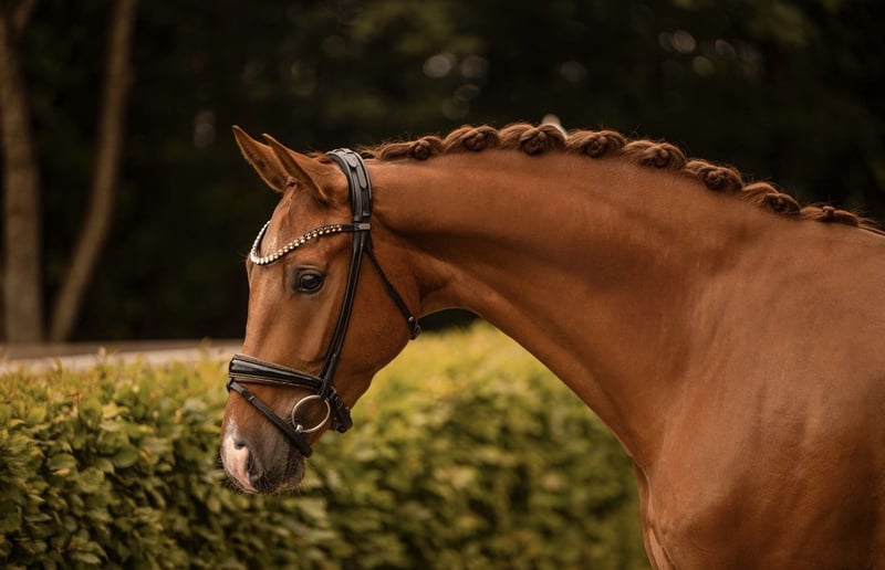 Angelina-DeVittorio-Verkaufspferd-san-Pierre-6