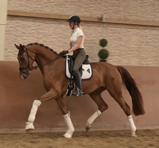 Angelina-DeVittorio-Verkaufspferd-san-Pierre-7