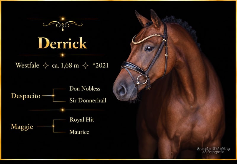 Angelina-DeVittorio-Verkaufspferd-Derrick-1