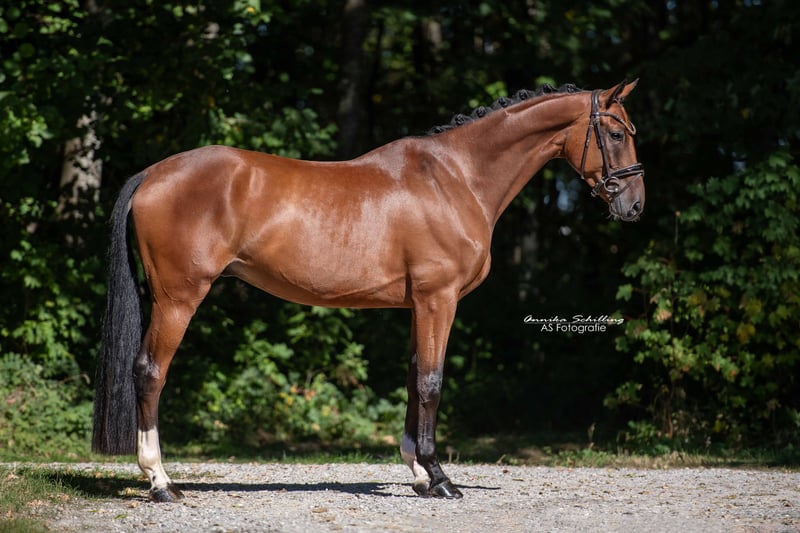 Angelina-DeVittorio-Verkaufspferd-Derrick-4