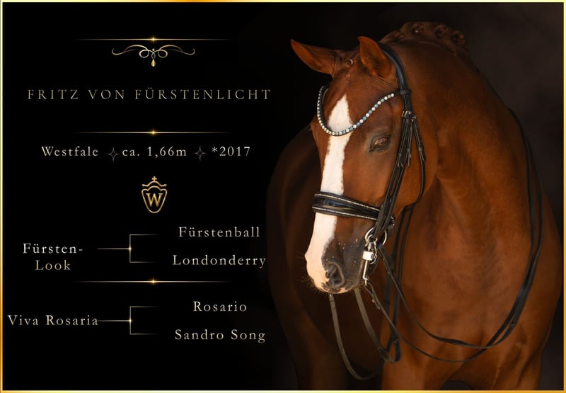 Hoch-erfolgreiches S Pferd mit Perspektive für Grand Prix