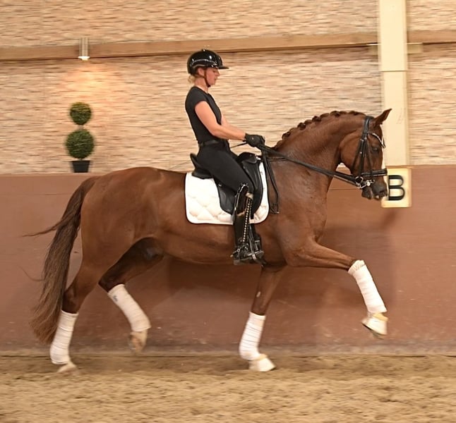 Angelina-DeVittorio-Verkaufspferd-Fritz-4