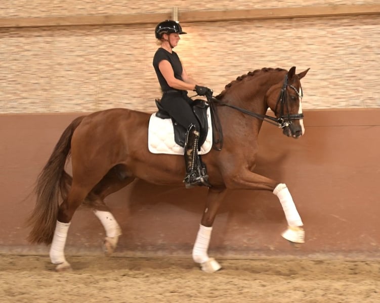 Angelina-DeVittorio-Verkaufspferd-Fritz-5