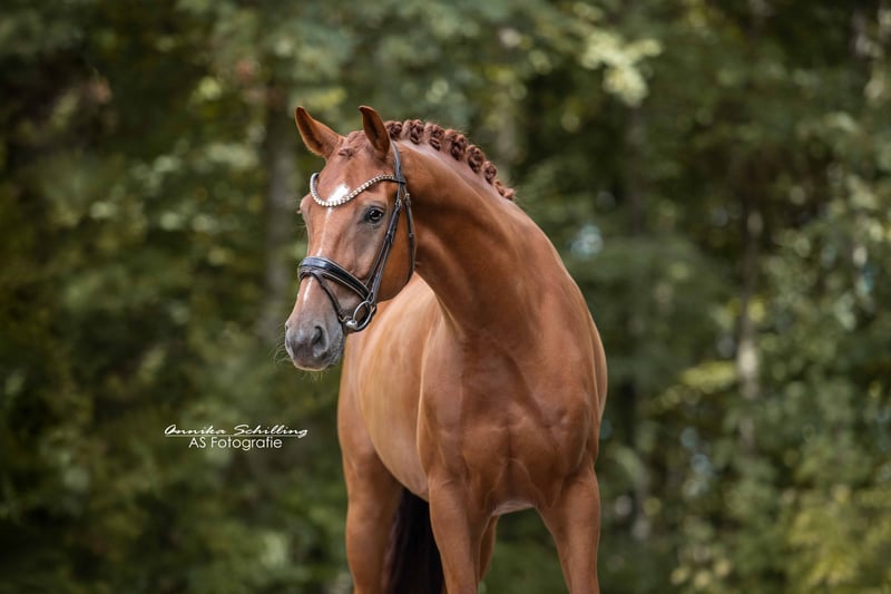 Angelina-DeVittorio-Verkaufspferd-Valdancio-6