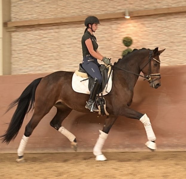 Angelina-DeVittorio-Verkaufspferd-Viva-Belle-4