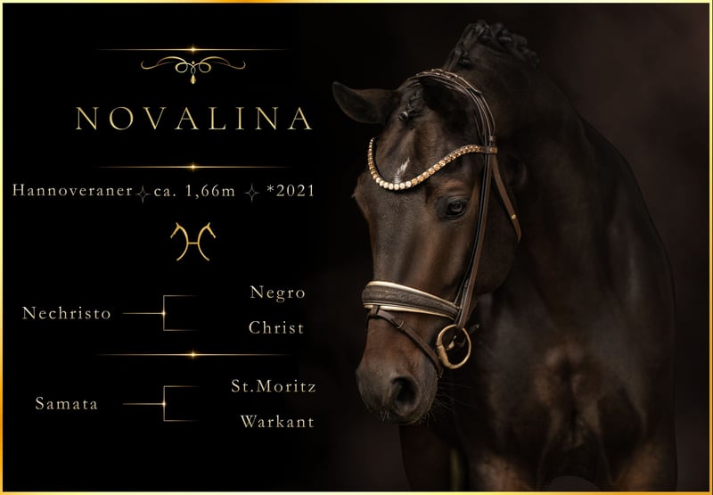 Angelina-DeVittorio-Verkaufspferd-Novalina-1