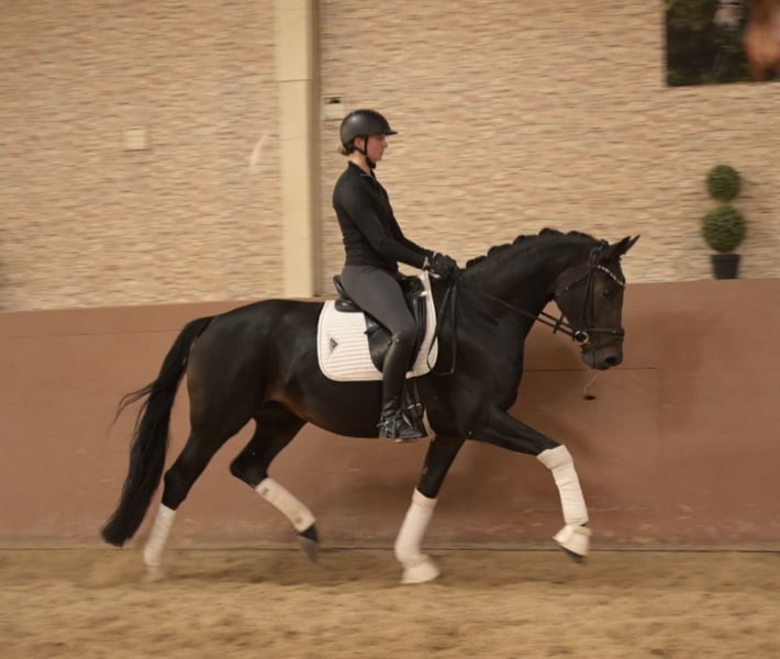 Angelina-DeVittorio-Verkaufspferd-Novalina-5
