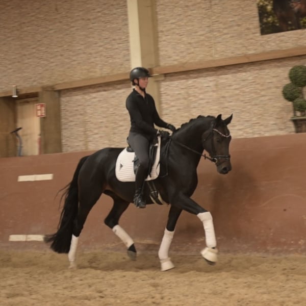 Angelina-DeVittorio-Verkaufspferd-Novalina-7