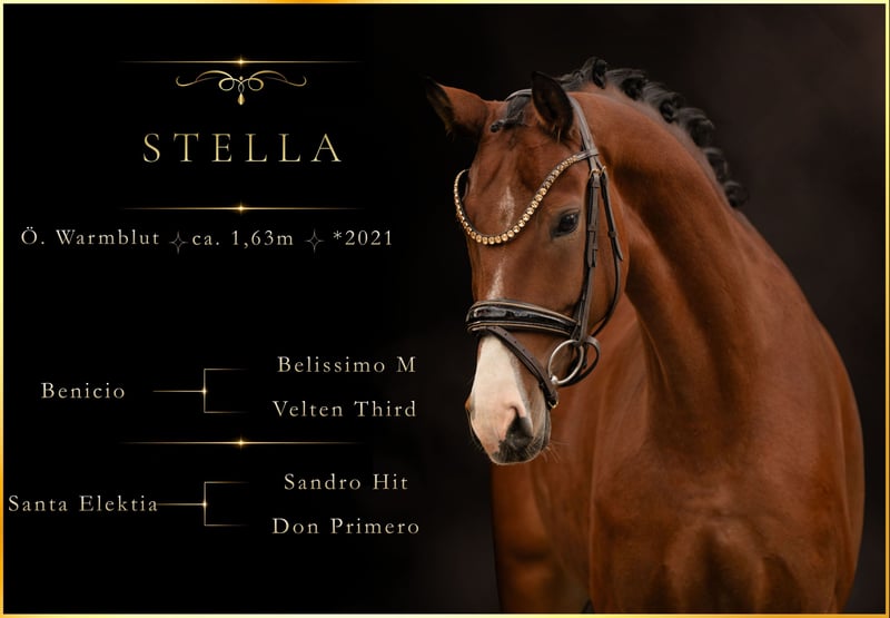 Angelina-DeVittorio-Verkaufspferd-Stella-1