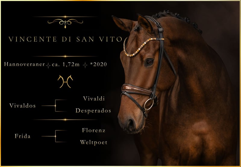 Angelina-DeVittorio-Verkaufspferd-VincenteDiSanVito-1